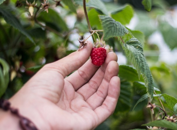 RaspberryForBloggPost