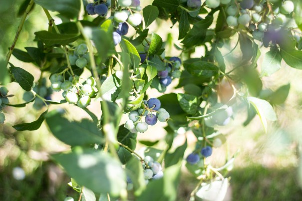 boringname-blueberry